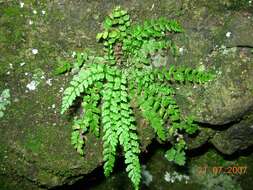 Image of Green Spleenwort