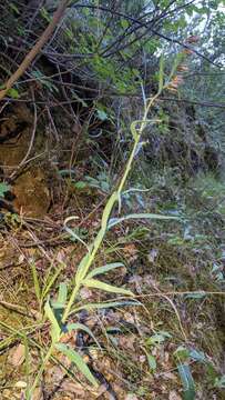 Image of Butte County fritillary