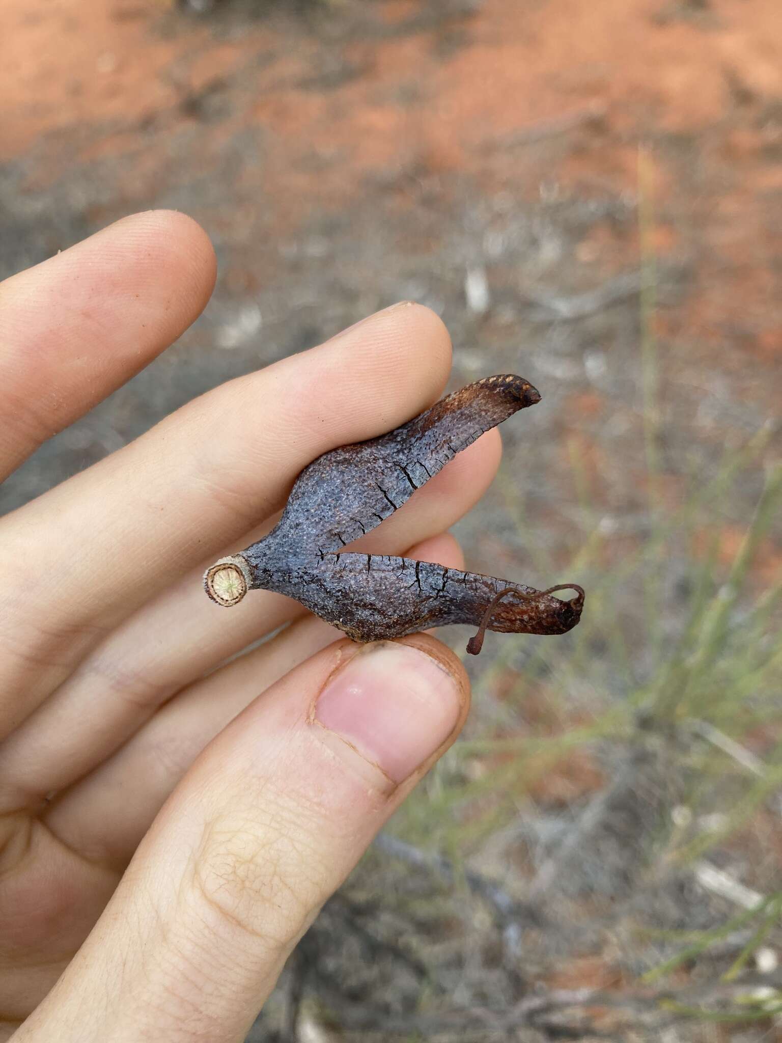 Image de Hakea lorea (R. Br.) R. Br.