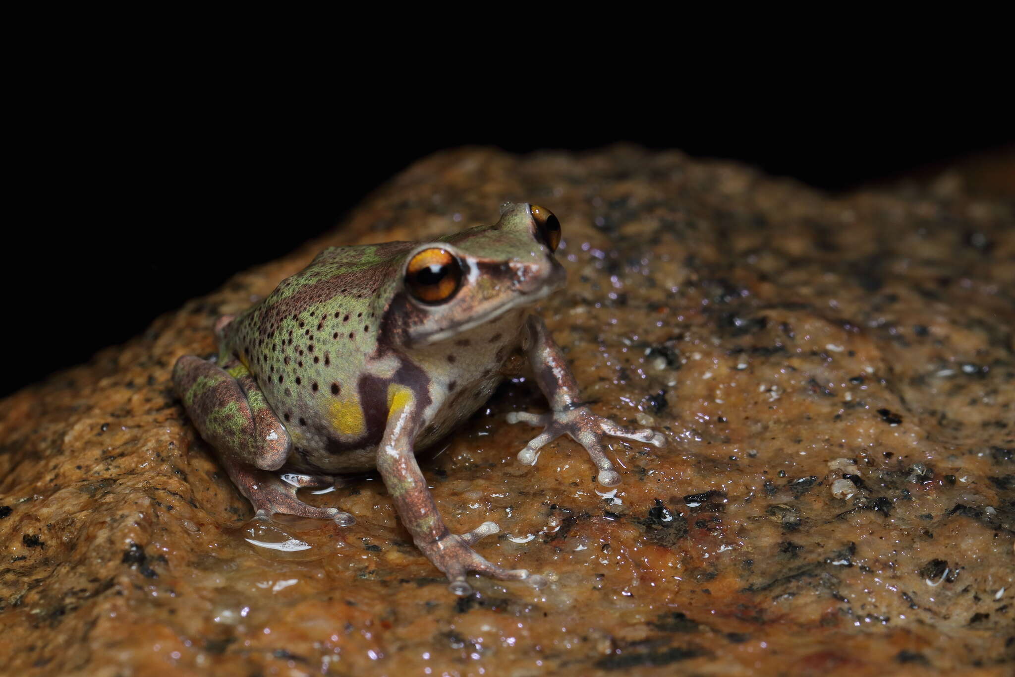 Image of Koadaikanal Bush Frog