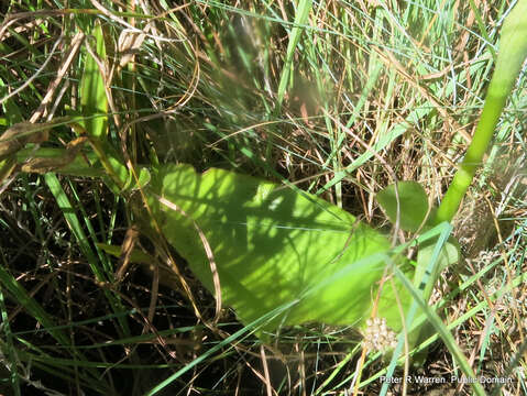 Image of Satyrium macrophyllum Lindl.