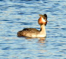 Image of Podiceps cristatus infuscatus Salvadori 1884