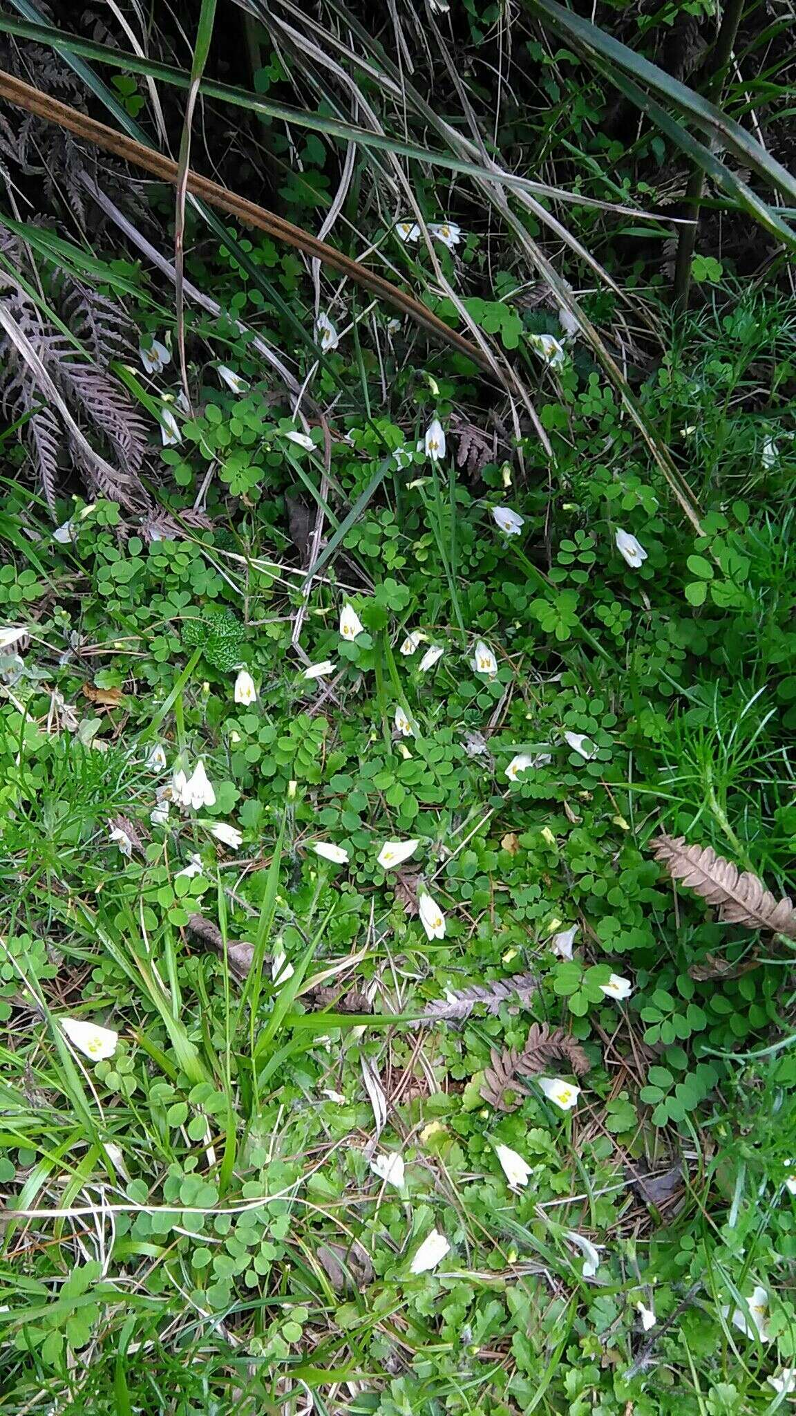 Image of Mazus alpinus Masam.