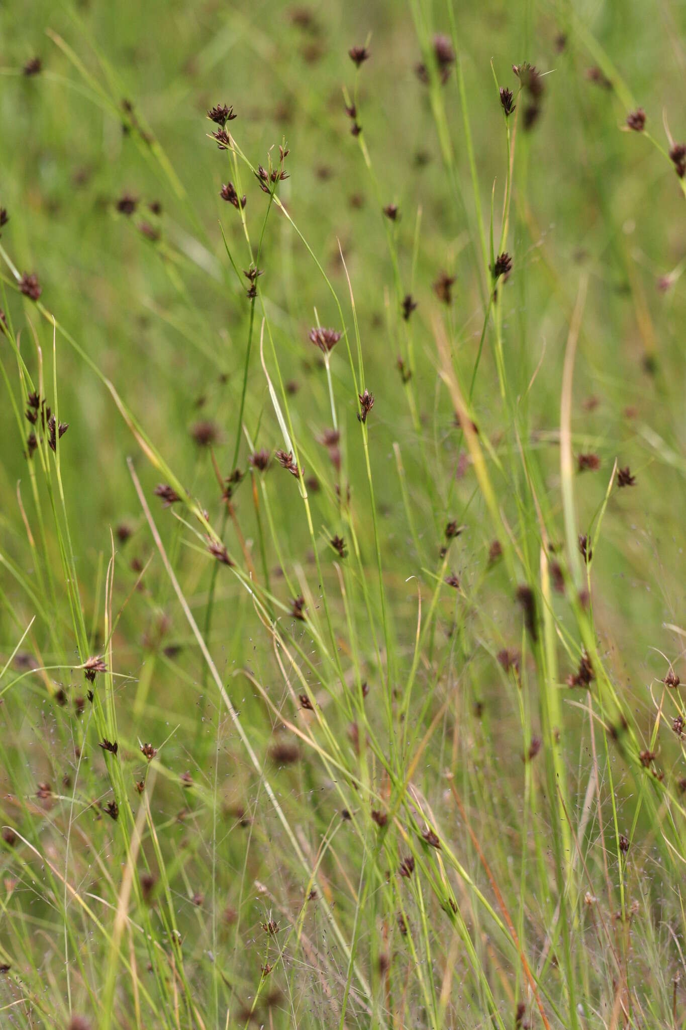 Image of brownish beaksedge