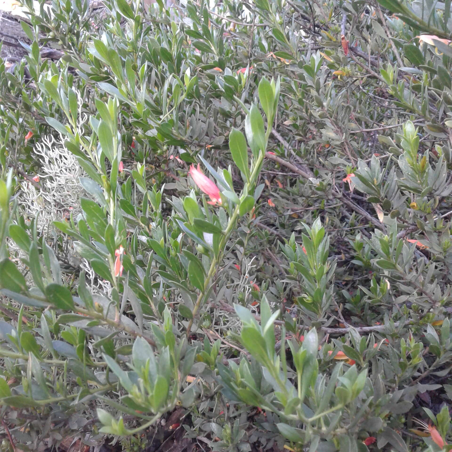 صورة Eremophila glabra (R. Br.) Ostenf.