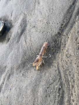 Image of coastal mud shrimp