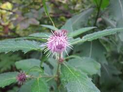 Imagem de Cirsium otayae Kitam.