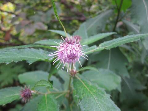 Image of Cirsium otayae Kitam.