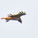 Image of Buteo jamaicensis kemsiesi Oberholser 1959