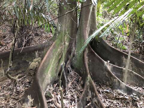 Ficus ampelas Burm. fil. resmi