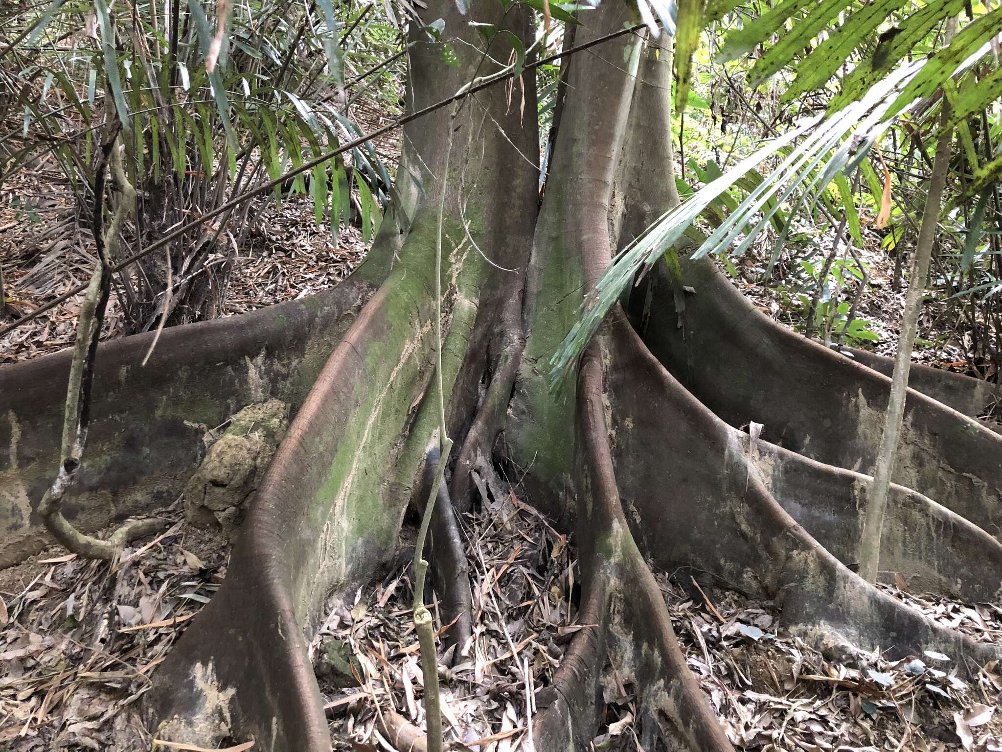 Image of Ficus ampelas Burm. fil.