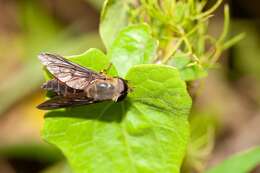 صورة Tabanus fumipennis Wiedemann 1828