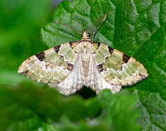 Image of green carpet