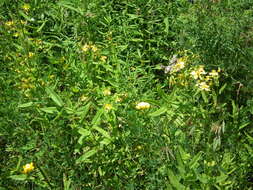 Image of Round-Seed St. John's-Wort