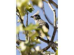 Image of Crested Coua