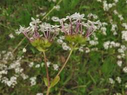 Imagem de Valerianella longiflora (Torr. & Gray) Walp.