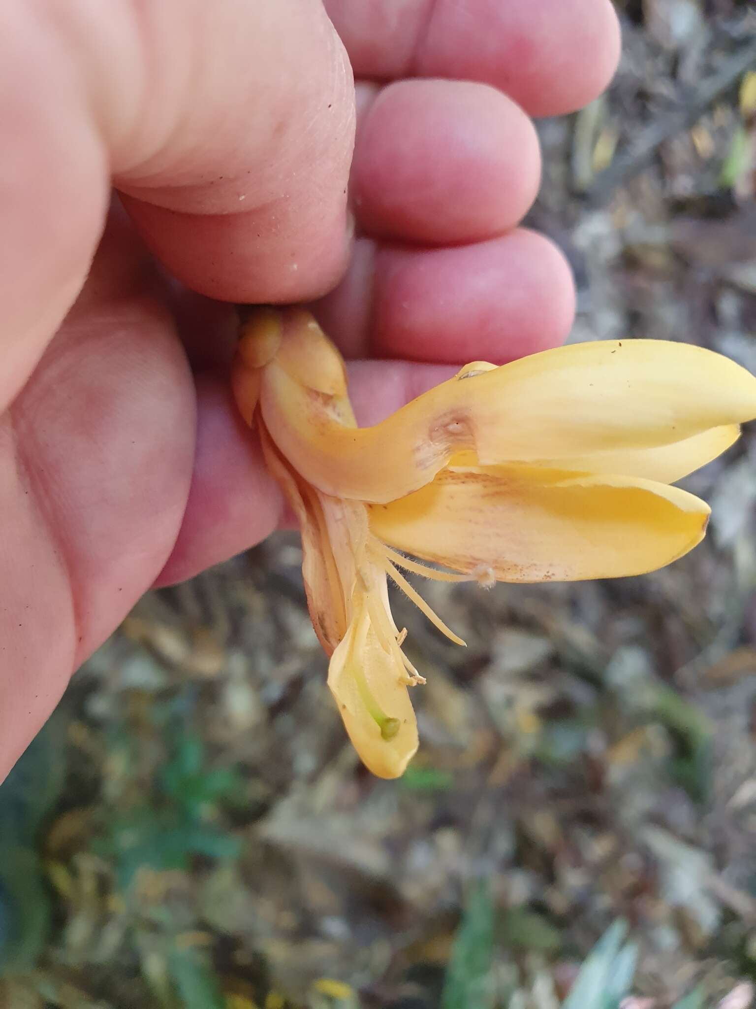 Image of Xanthophyllum fragrans C. T. White