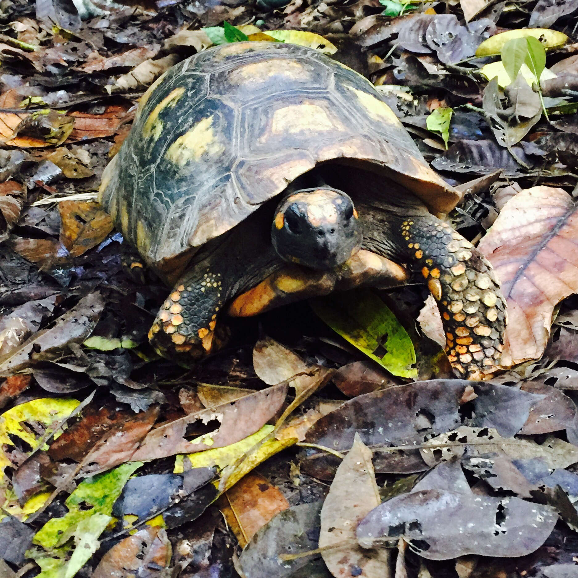 Image of Yellow-footed Tortoise