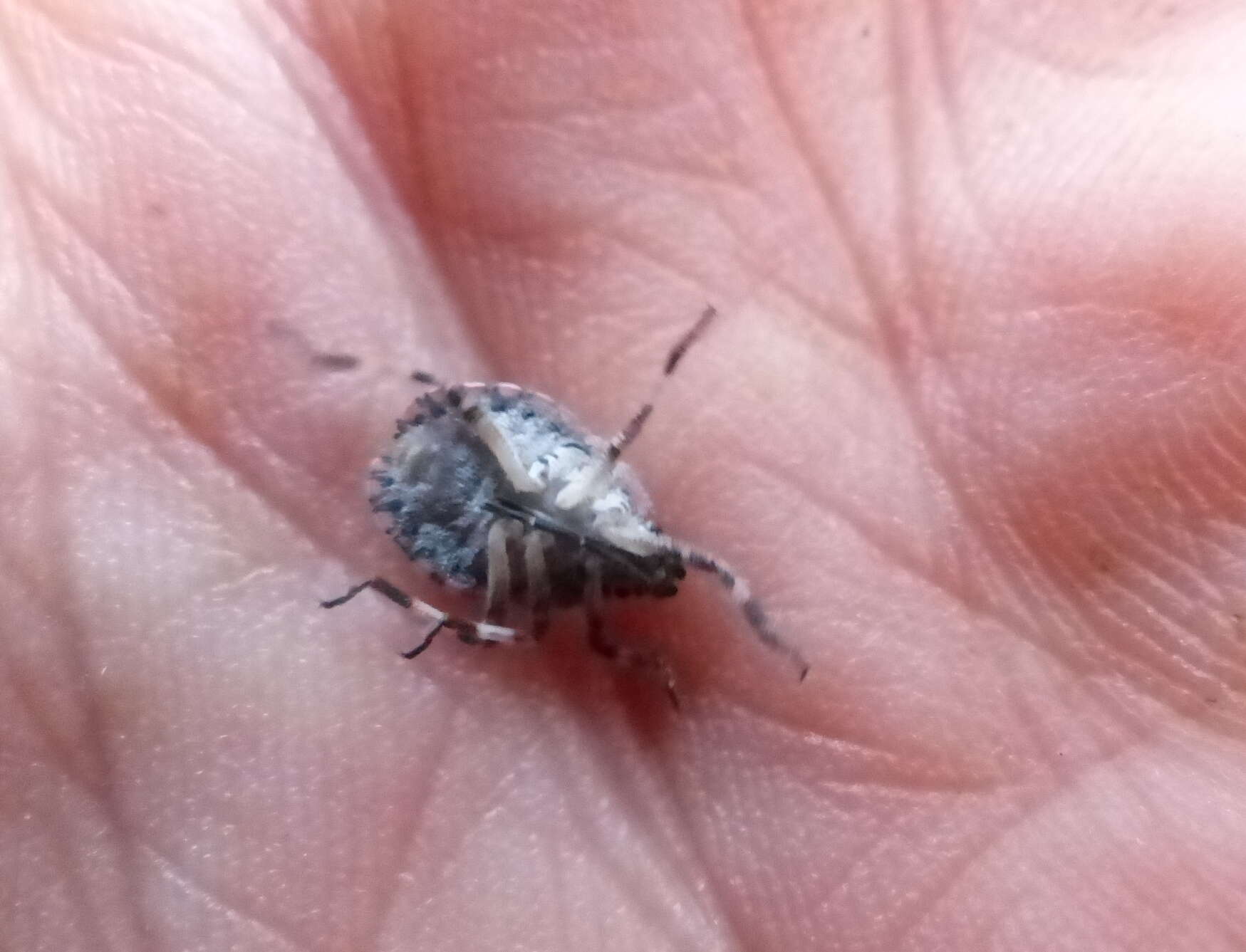 Image of Four-humped Stink Bug