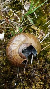 Image of Powelliphanta marchanti (Powell 1932)