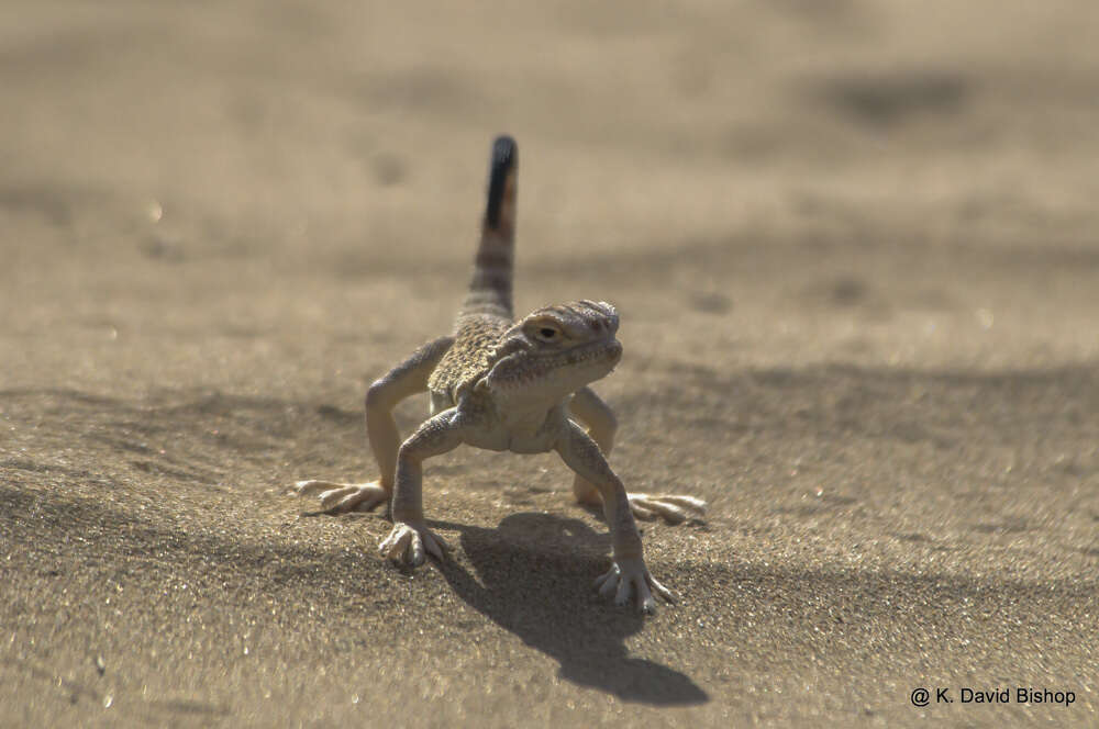 Image of Secret toadhead agama