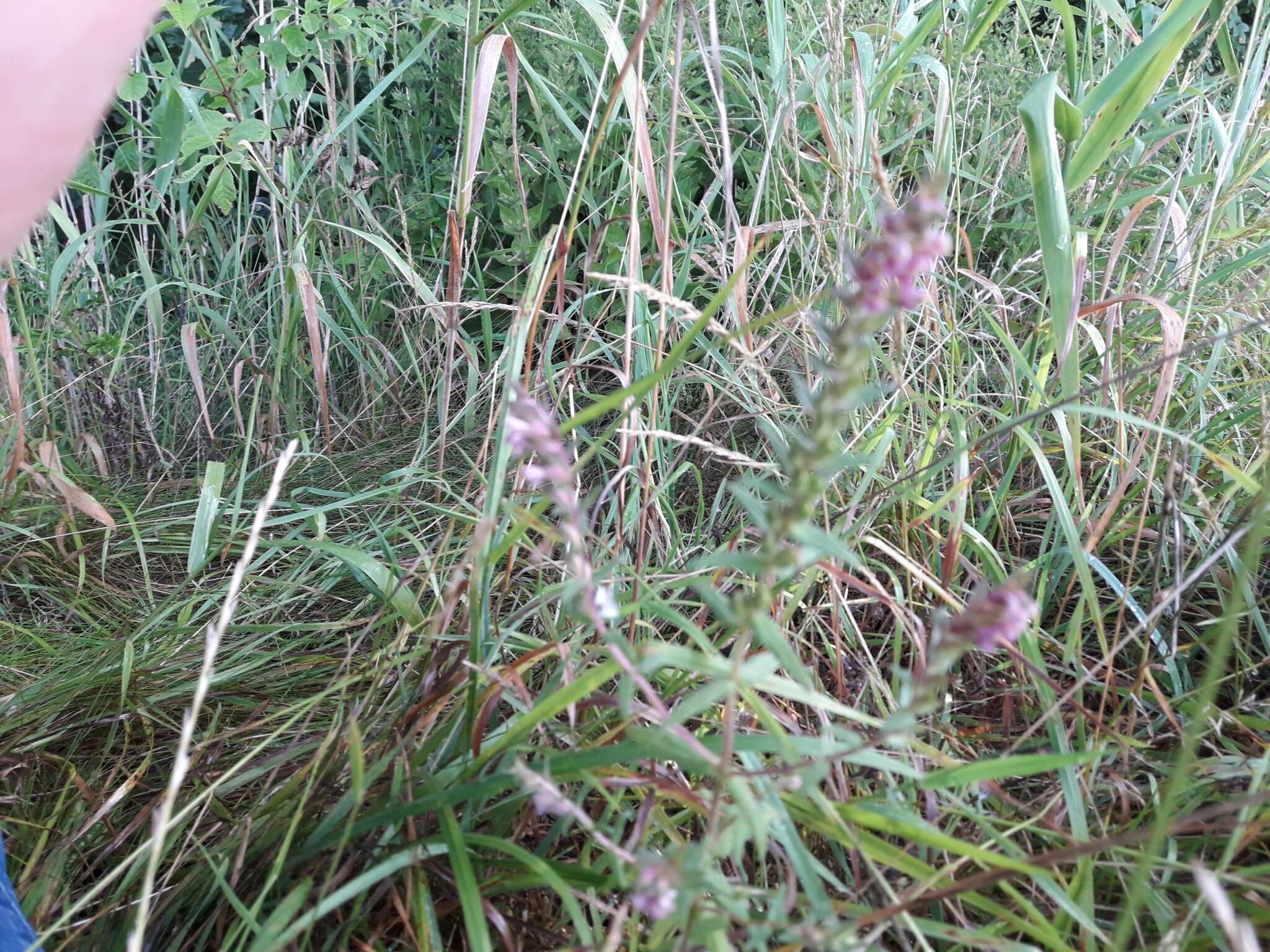 Image of red bartsia