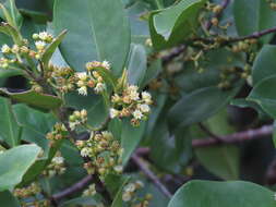 Image of Carallia brachiata (Lour.) Merr.