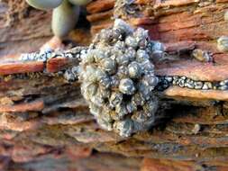 Image of Conophytum stephanii subsp. stephanii