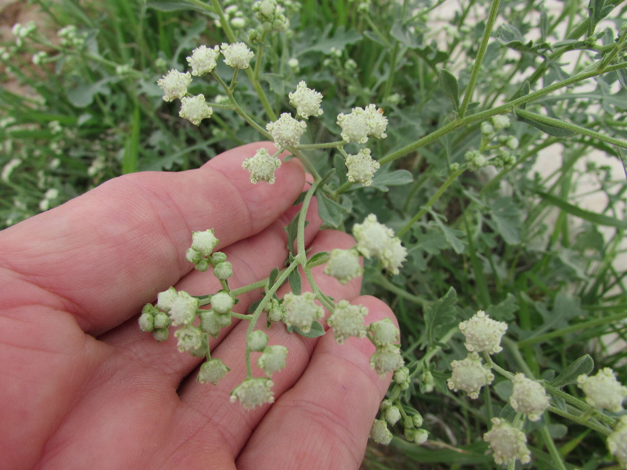 Image of Gray's feverfew