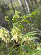 Plancia ëd Astragalus americanus (Hook.) M. E. Jones