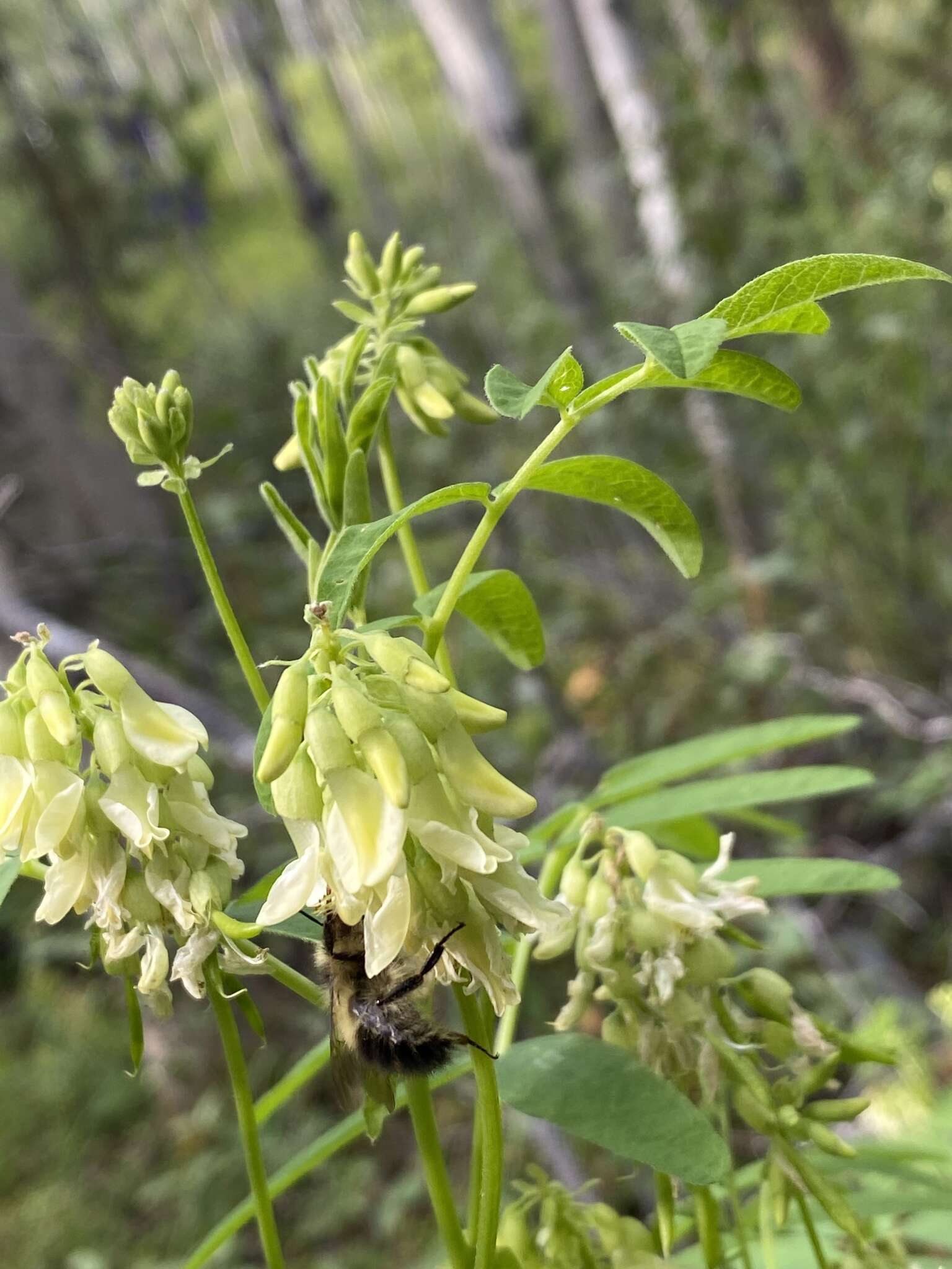 Plancia ëd Astragalus americanus (Hook.) M. E. Jones