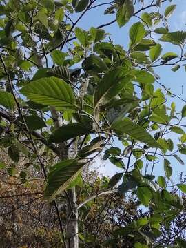 صورة Alnus acuminata Kunth