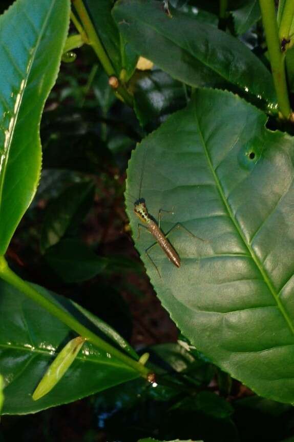 Imagem de Hapalopezella maculata Kirby 1904