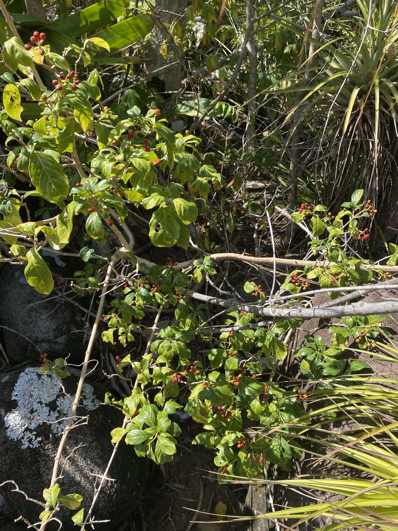 Image of thicket wild coffee