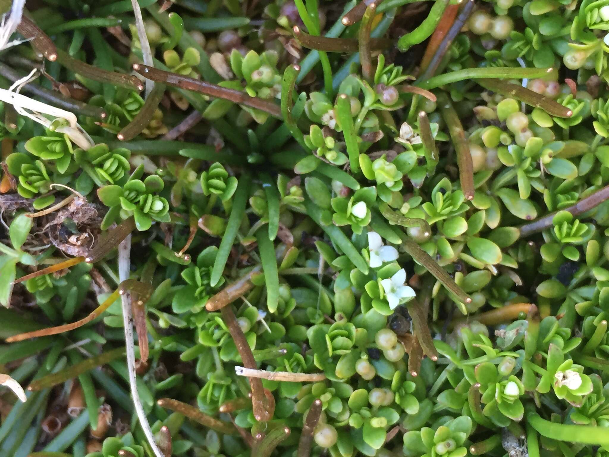 Image of Galium antarcticum Hook. fil.