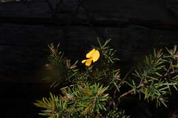 Imagem de Pultenaea juniperina Labill.