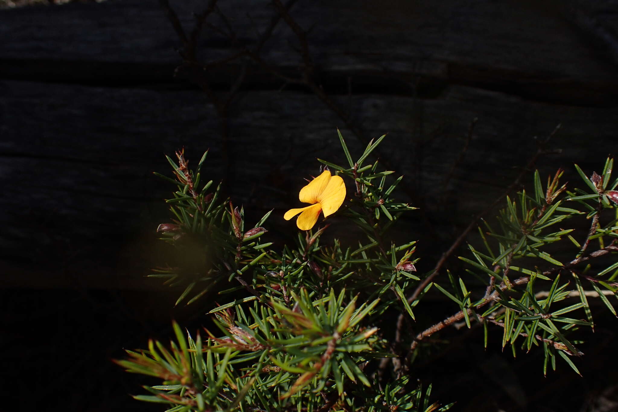 Слика од Pultenaea juniperina Labill.