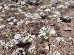 Allium parryi S. Watson的圖片