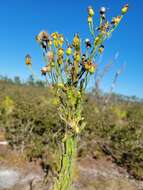 Image of Chrysopsis floridana var. highlandsensis (De Laney & Wunderlin) D. B. Ward