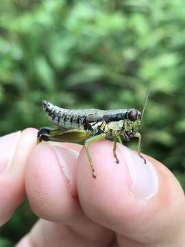 Слика од Melanoplus gracilis (Bruner & L. 1876)