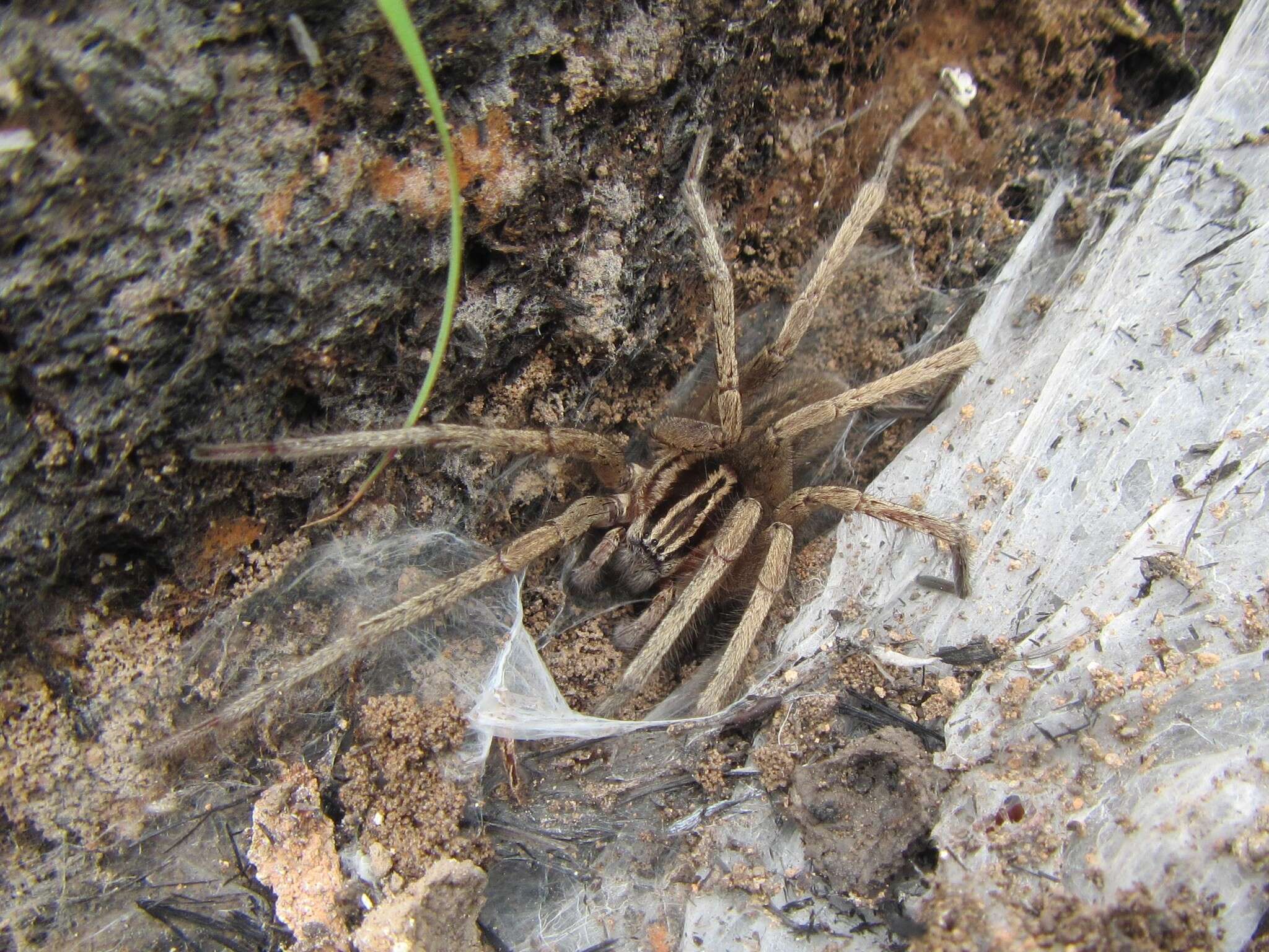 Image of Miturga lineata Thorell 1870