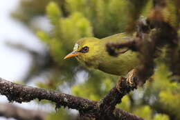 Image of Mountain Blackeye