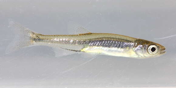 Image of Emerald Shiner