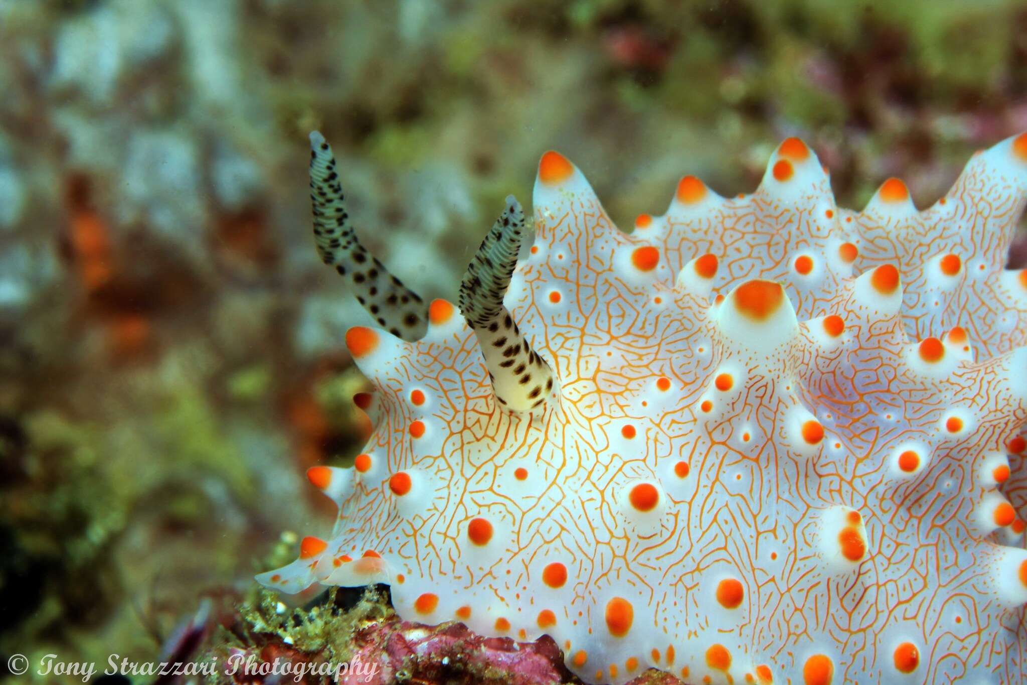 Image of Orange spot white lumpy slug