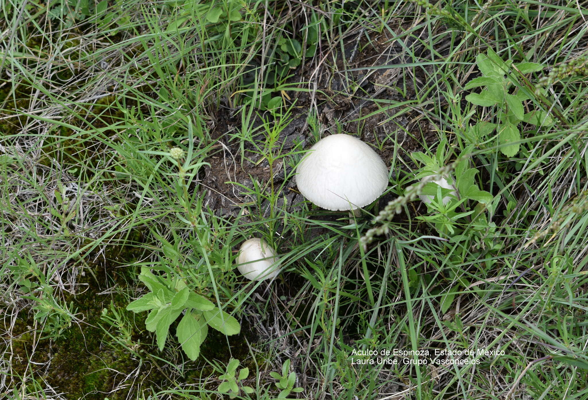 Image of Panaeolus antillarum (Fr.) Dennis 1961