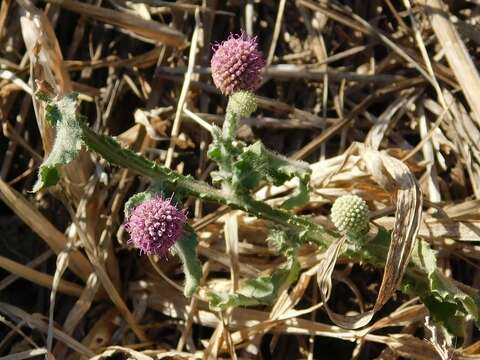 صورة Sphaeranthus senegalensis DC.