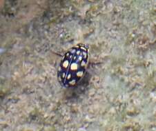 Image of Sunburst Diving Beetle