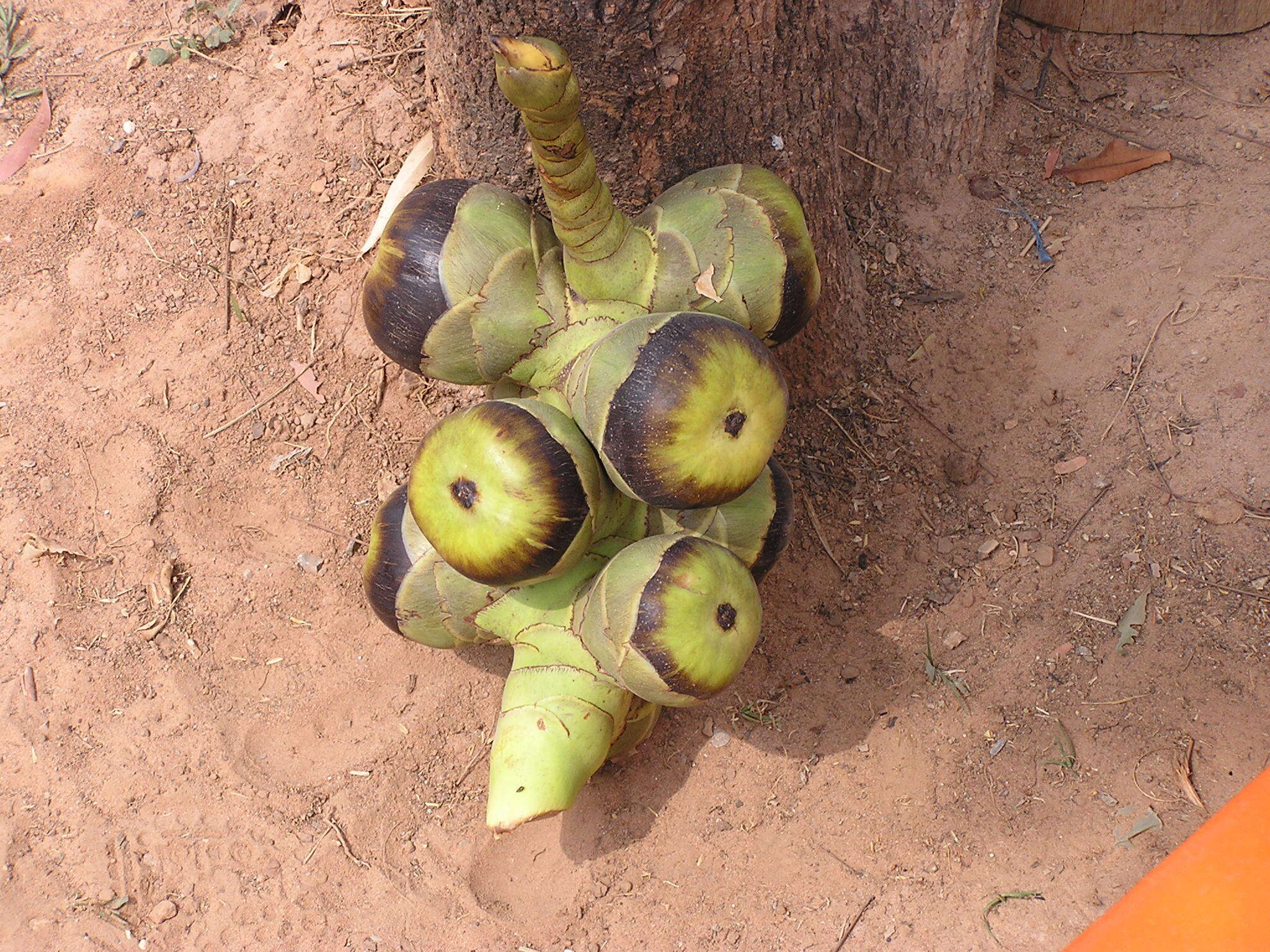 Image of toddy palm