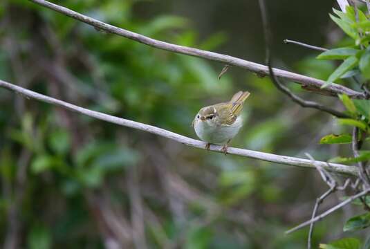 Image of Eastern Crowned Leaf Warbler