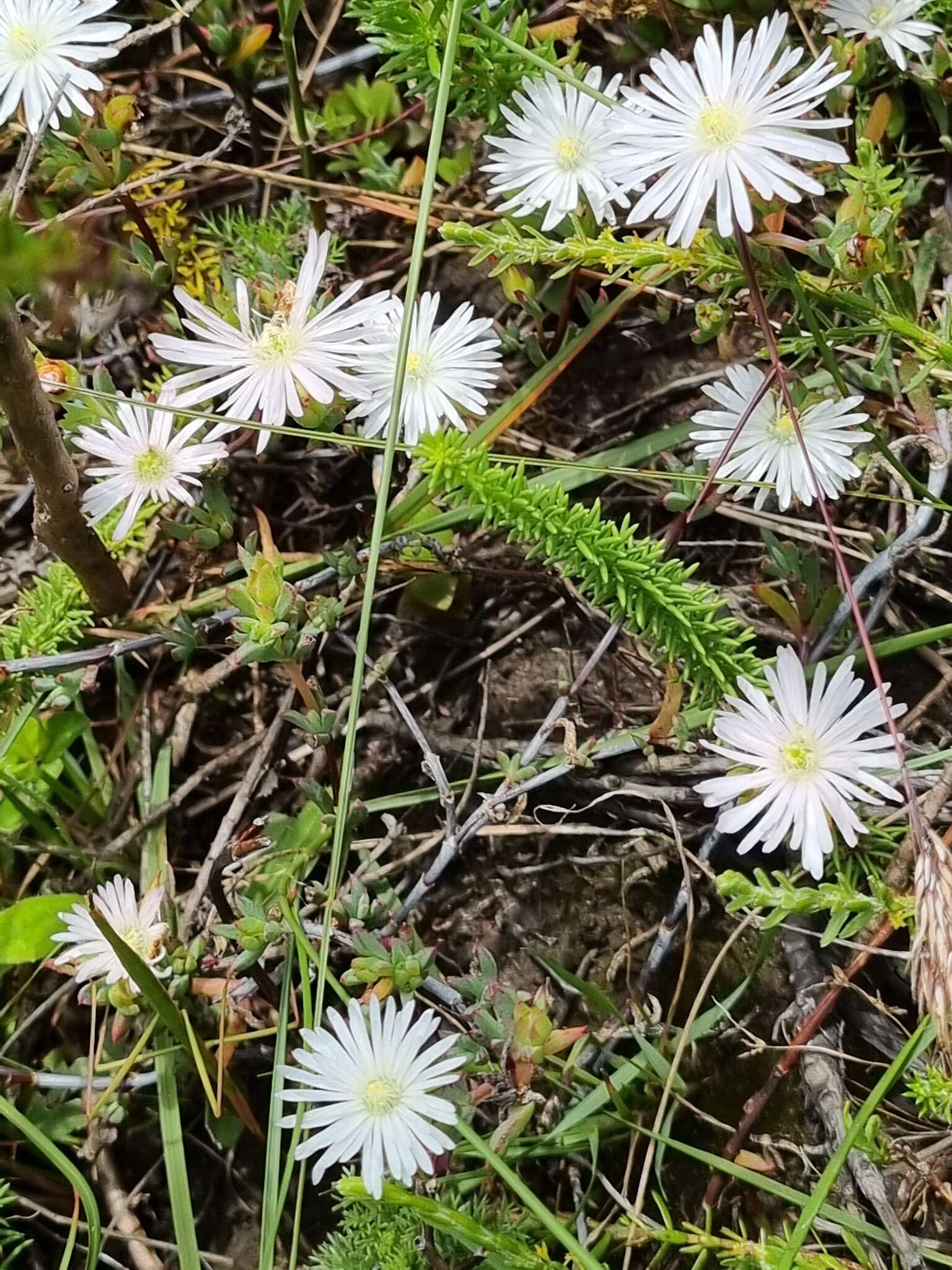 Image of Lampranthus deflexus (Ait.) N. E. Br.